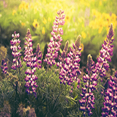 Clares Law Feature Image